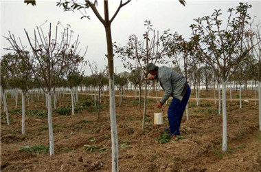 園林公司開展冬季養(yǎng)護(hù)工作  確保苗木順利過冬