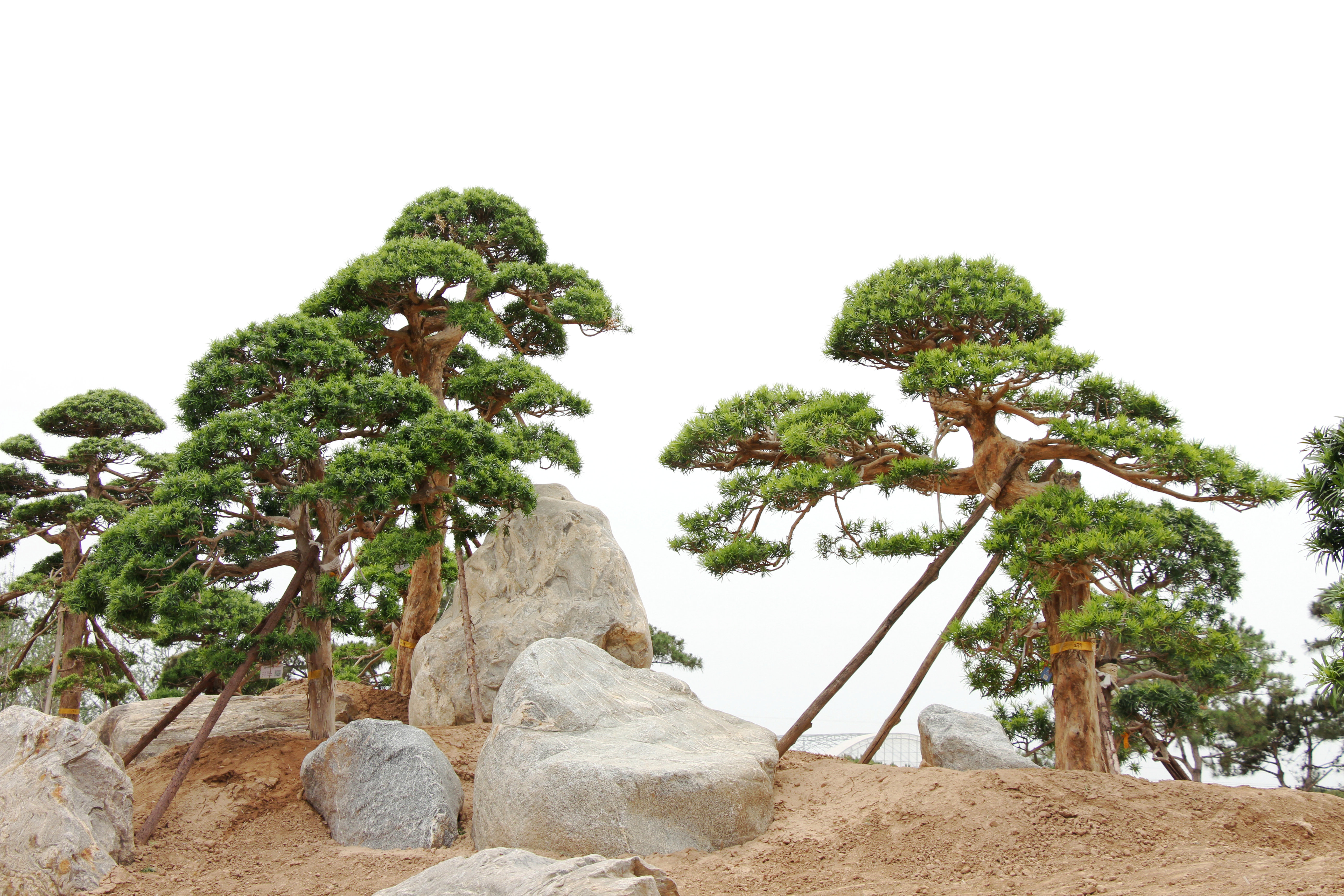 【基泰 樹·說】羅漢松漂洋過海成長記