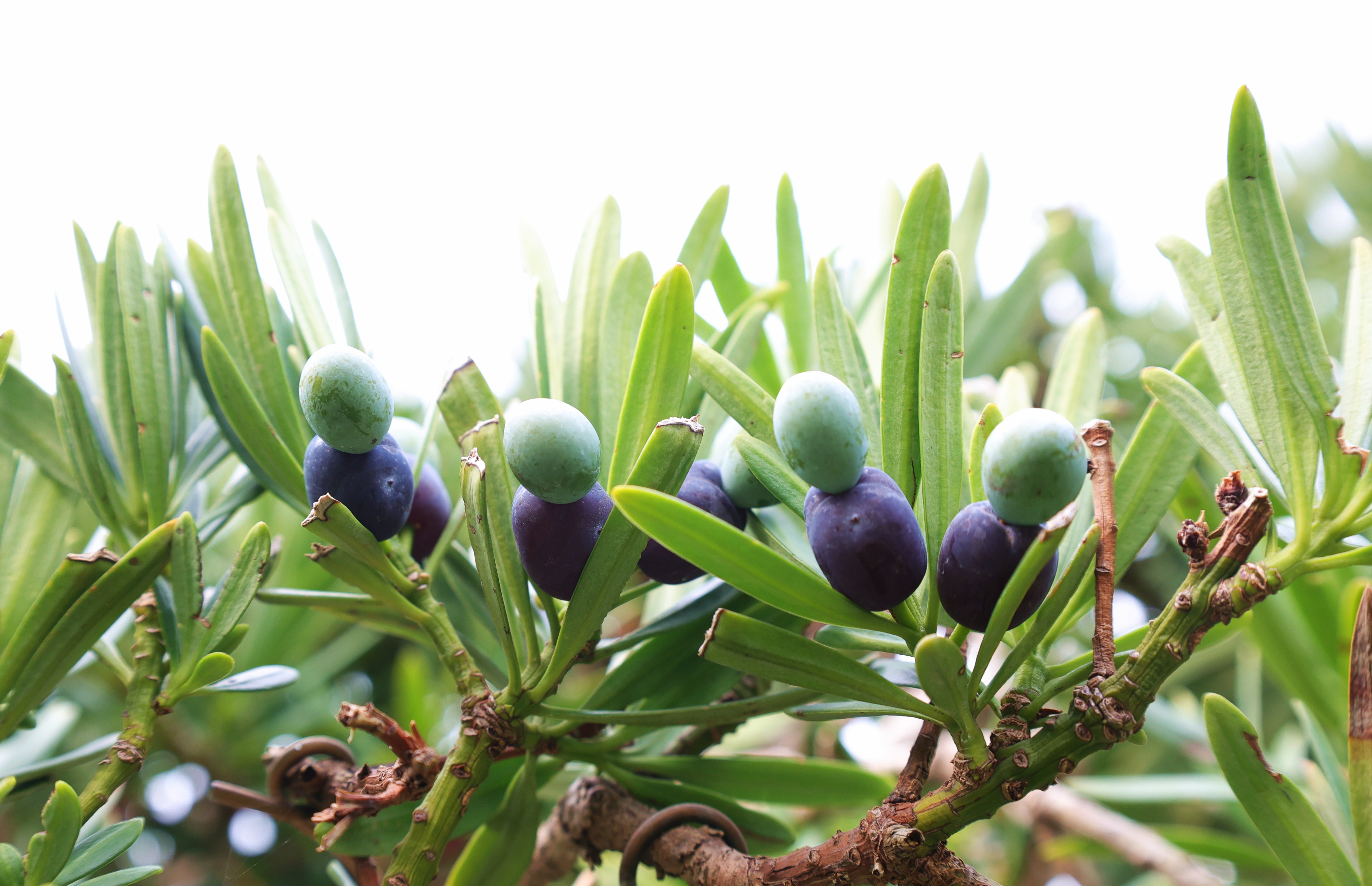 上松苑囿秋意濃 羅漢松上坐“羅漢”