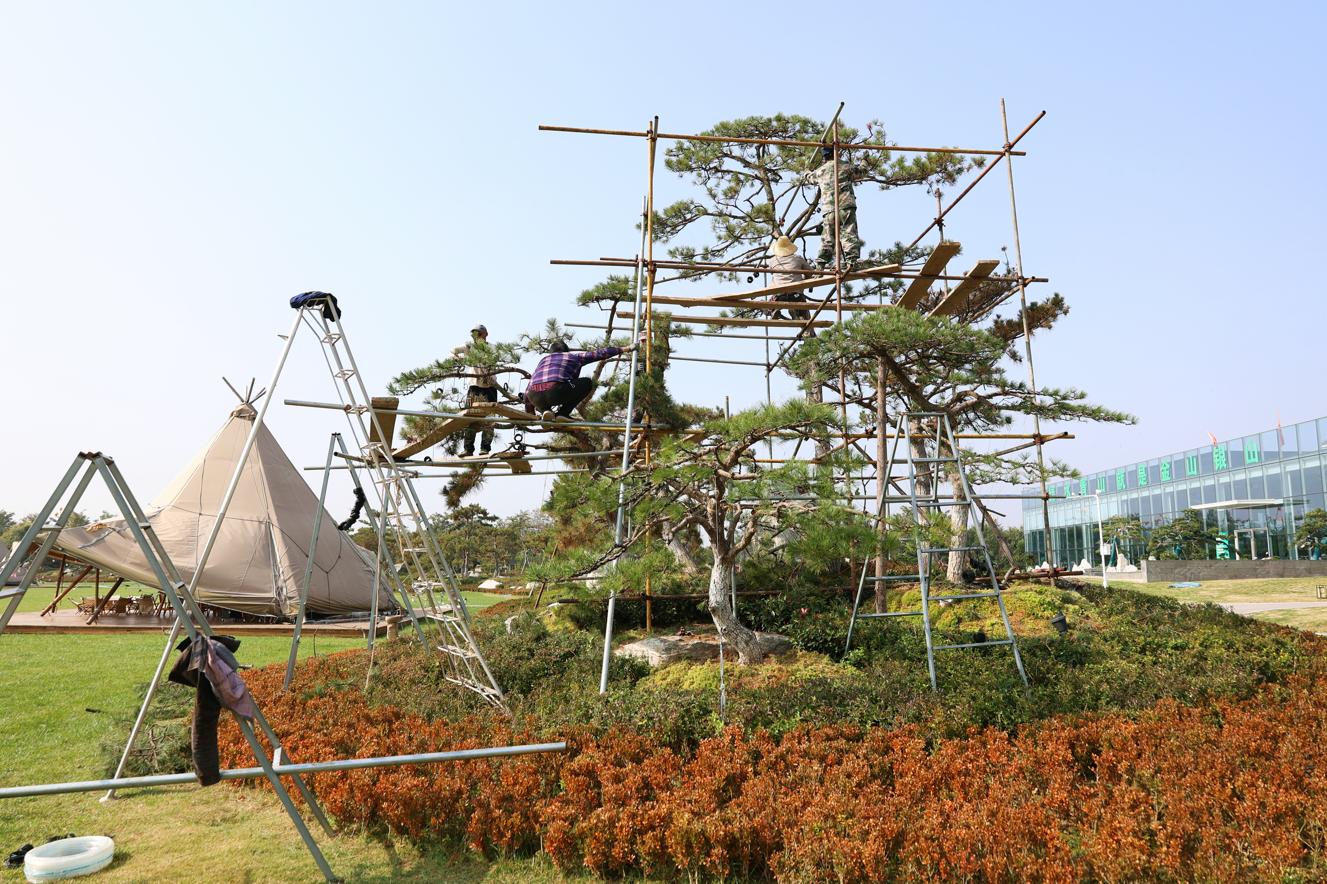 農(nóng)業(yè)公司開展油松造型修剪工作