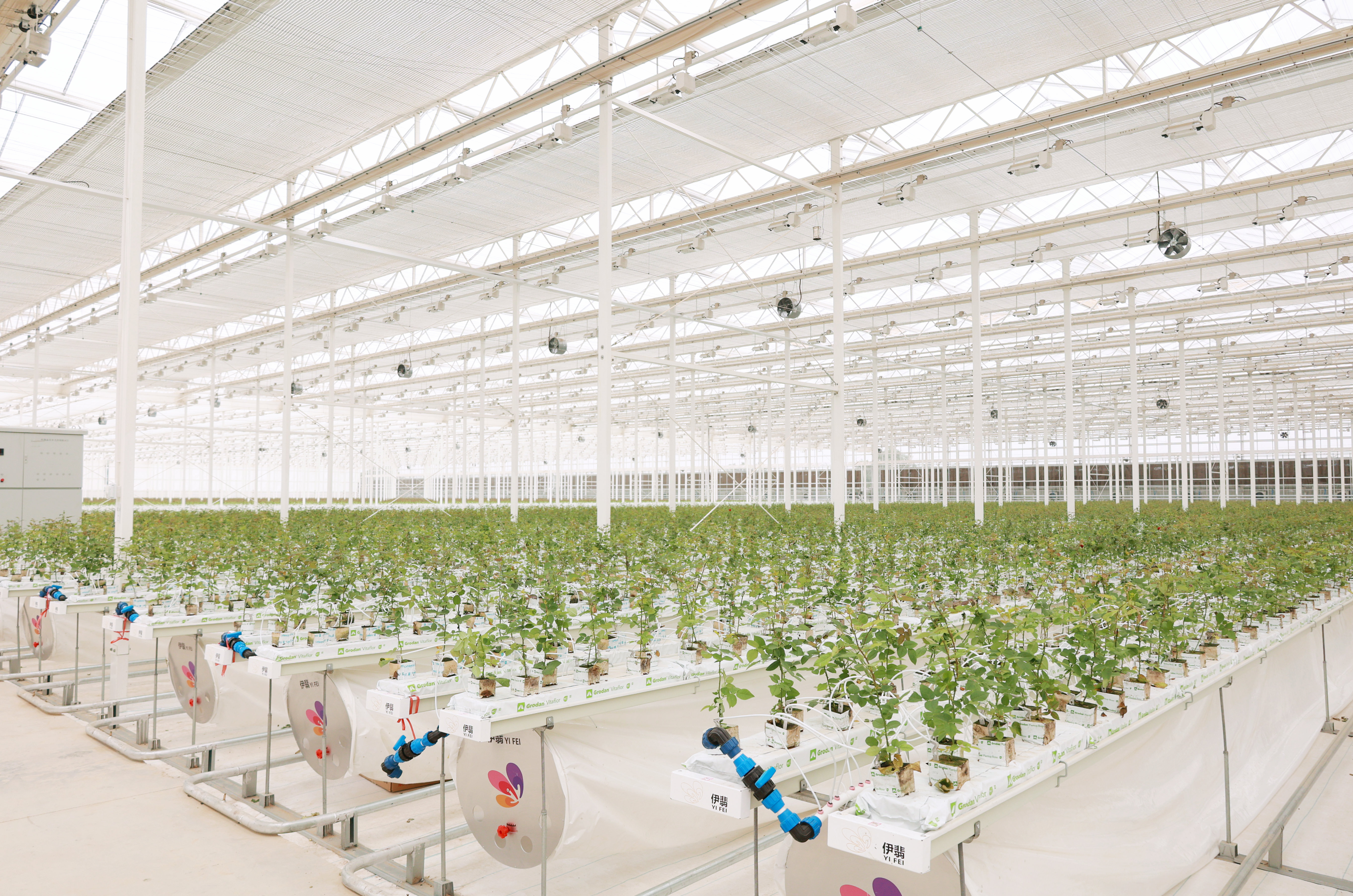 伊翡園藝切花玫瑰開始定植！